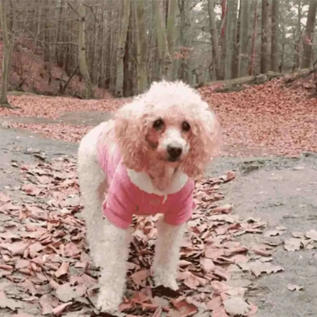 Roupa de Frio para Cachorros Revestida com Algodão - Mundo Animalito