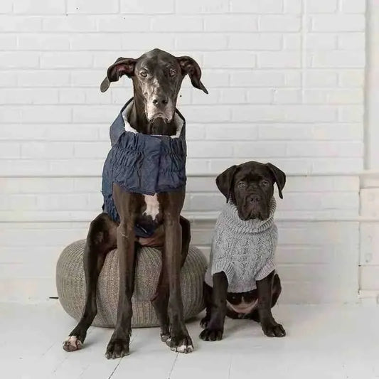 Roupa de Frio Para Cachorros - Suéter em Tricô com Gola - Mundo Animalito