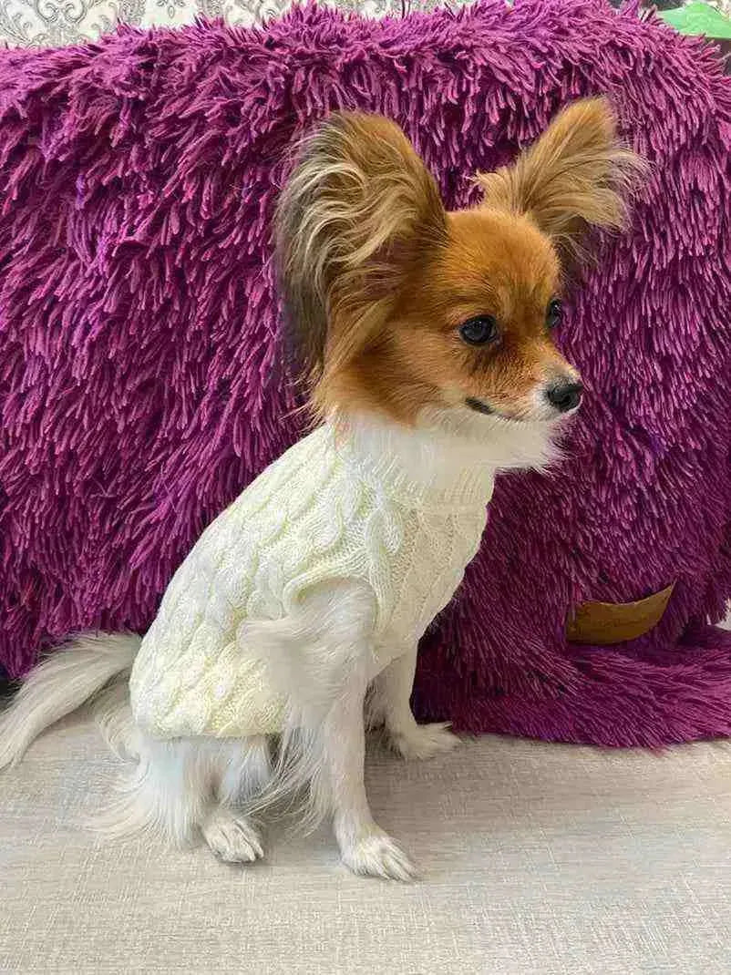 Roupa De Frio Para Pets Em Pelúcia - Mundo Animalito