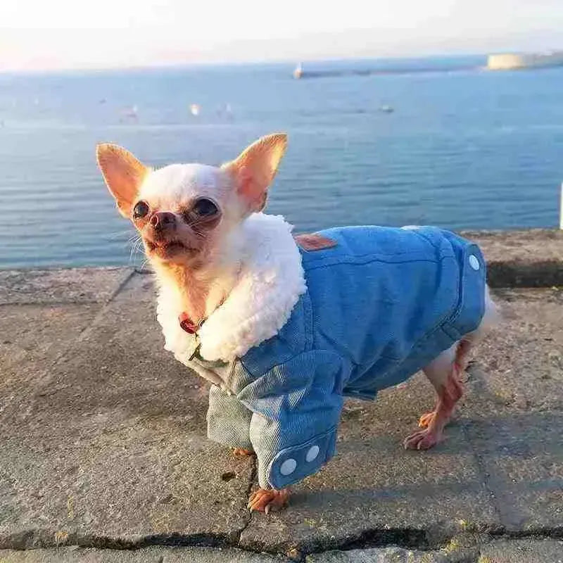 Roupinha de Frio Jeans Forrada com Algodão para Pets - Mundo Animalito