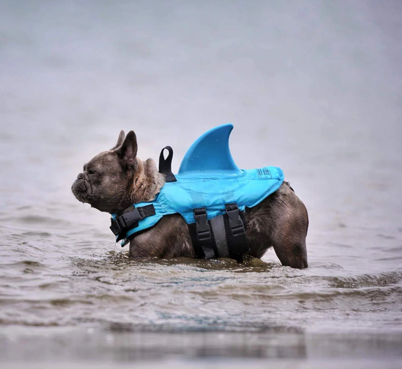 Colete Salva Vidas Cachorro Pet Floater Shark | Mundo Animalito