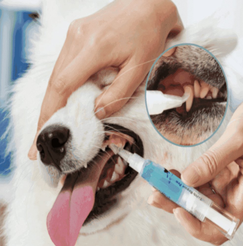 Caneta para Escovar Dente de Cachorro - Limpeza de Tártaro - Mundo Animalito